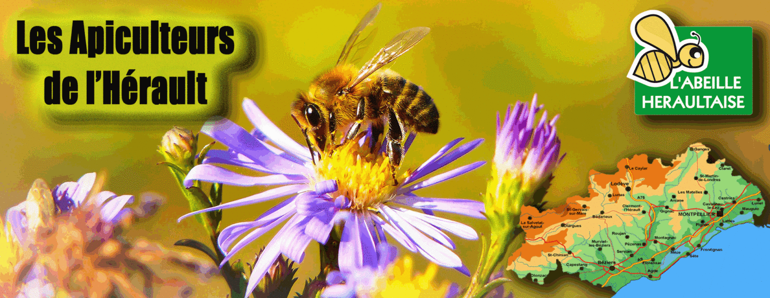 L'abeille Héraultaise